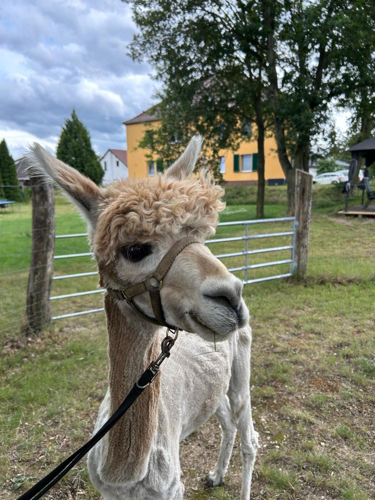 Gelbes Haus Seenland Ferienwohnungen Xl Elsterheide Esterno foto